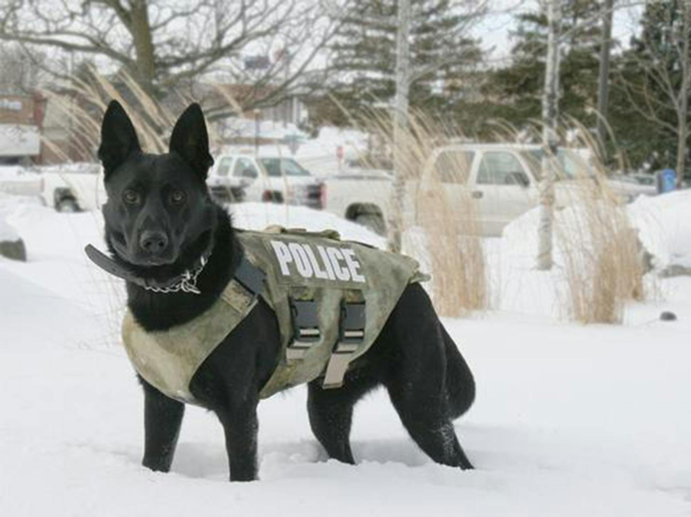 Plymouth Police Dept. K9 Unit (dog name Knight) wearing protective vest. Photo: Plymouth Police Department