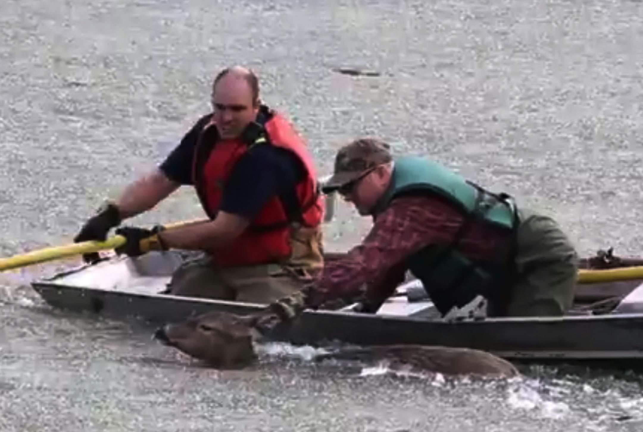 In this video shot by KROX-AM a deer is rescued from ice-covered Red River near Crookston by DNR, Crookston fire. ORG XMIT: MIN1504021347251362