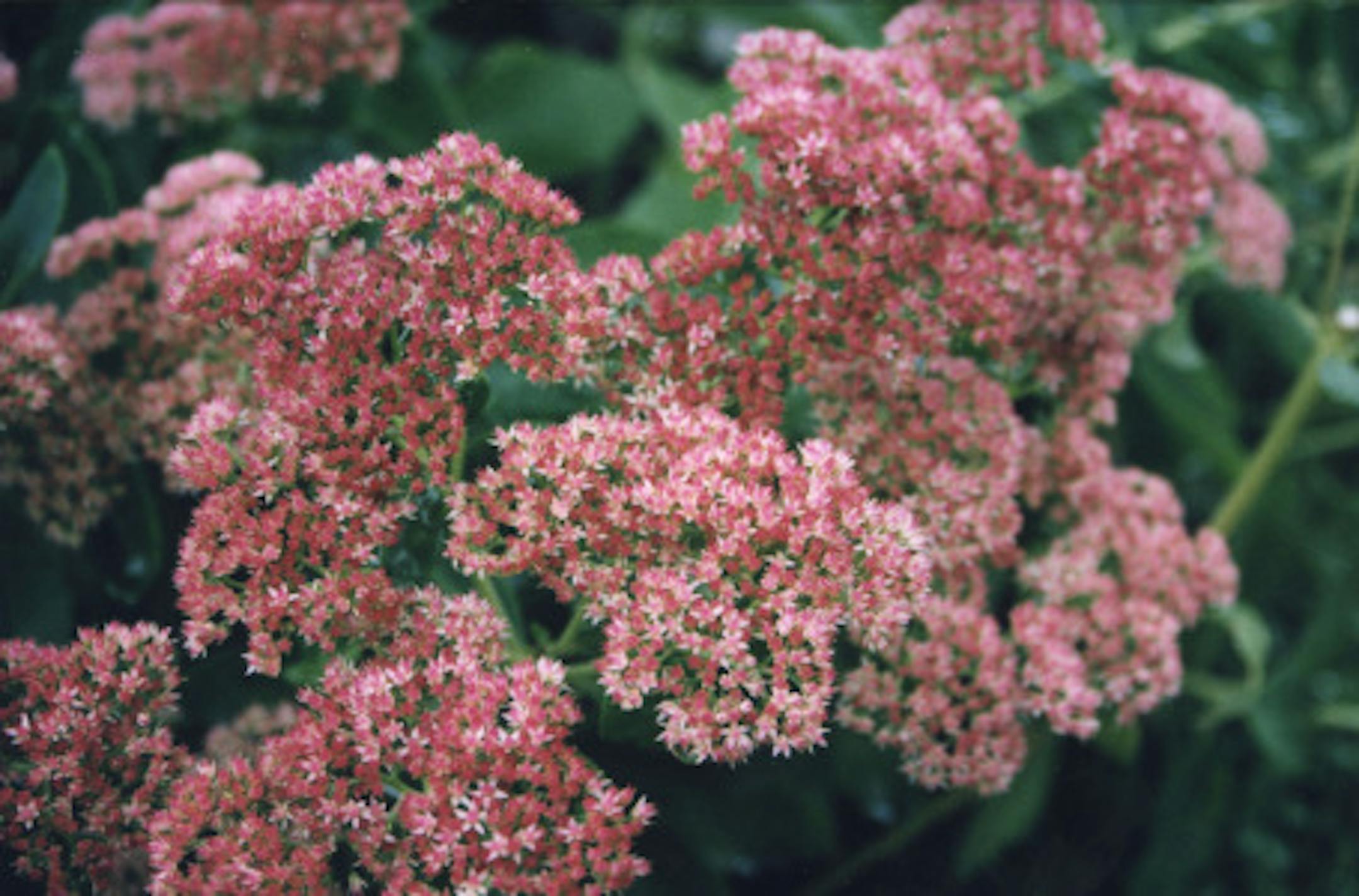 Sedum "Autum Joy"