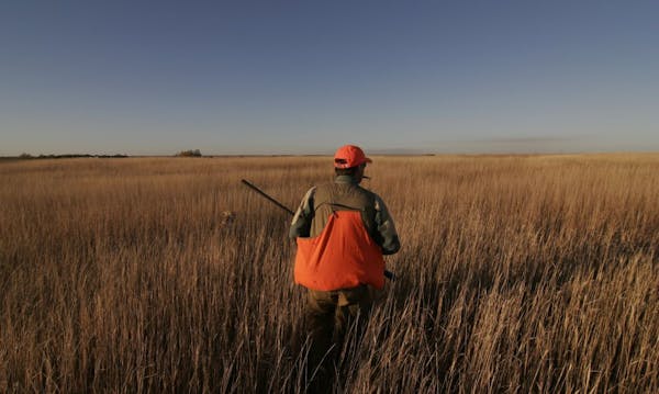 It doesn't get much better than this: Hunting pheasants in a golden field of grass near dusk on a warm October day in South Dakota -- the nation's No.