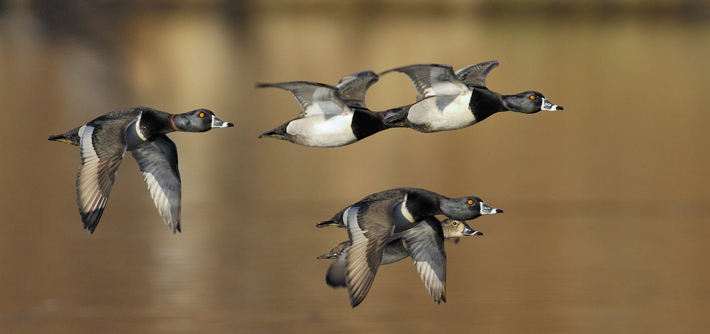 A flock of five ringnecked ducks in flight over a wild rice marsh, one of their favorite hideouts. Ironically, ringnecked ducks have a pronounced ring around their bills, not their necks. Note the head of the duller colored hen ringneck at the bottom of the photo. Also, ringnecks have gray speculums on their wings, whereas the otherwise similar looking scaup, or bluebills, have white speculums.