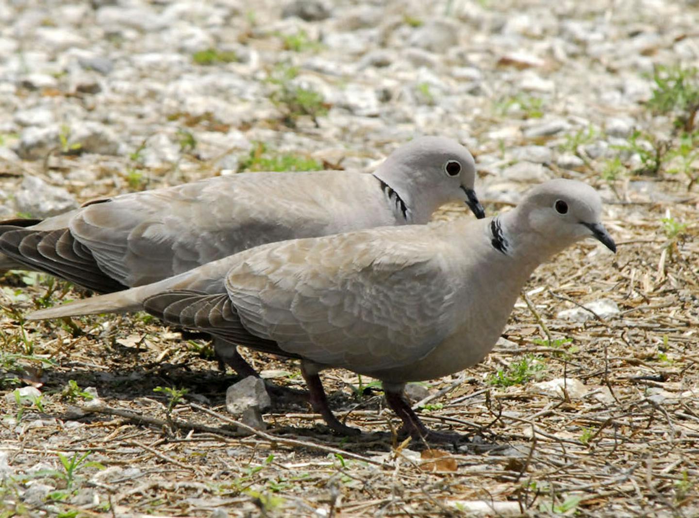 Photo by Jim Williams A pair of Eurasian collard doves, a recently arrived species in Minnesota, searches for grain or seed in a rocky field.