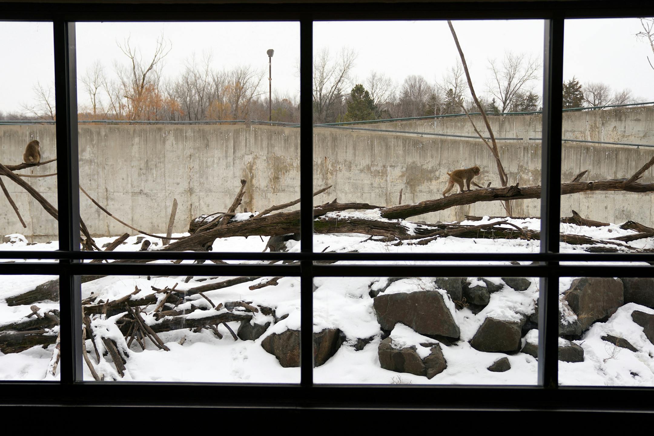 Snow monkeys wandered their enclosure at the Minnesota Zoo.