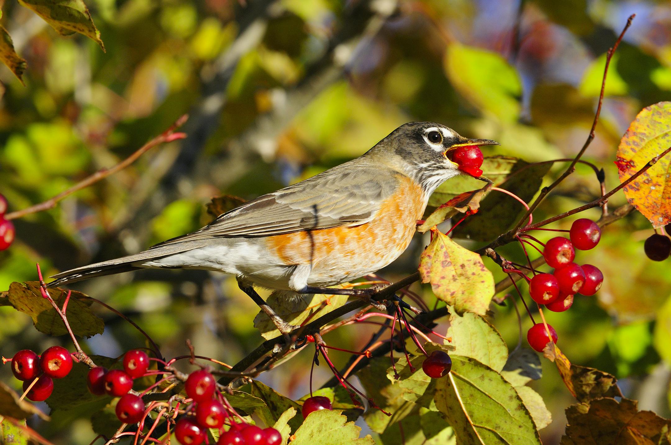 Migrating songbirds like this American robin found abundant crabapples on which to feed this fall. In fact, some robins still in Minnesota munching on the plentiful fruit.
