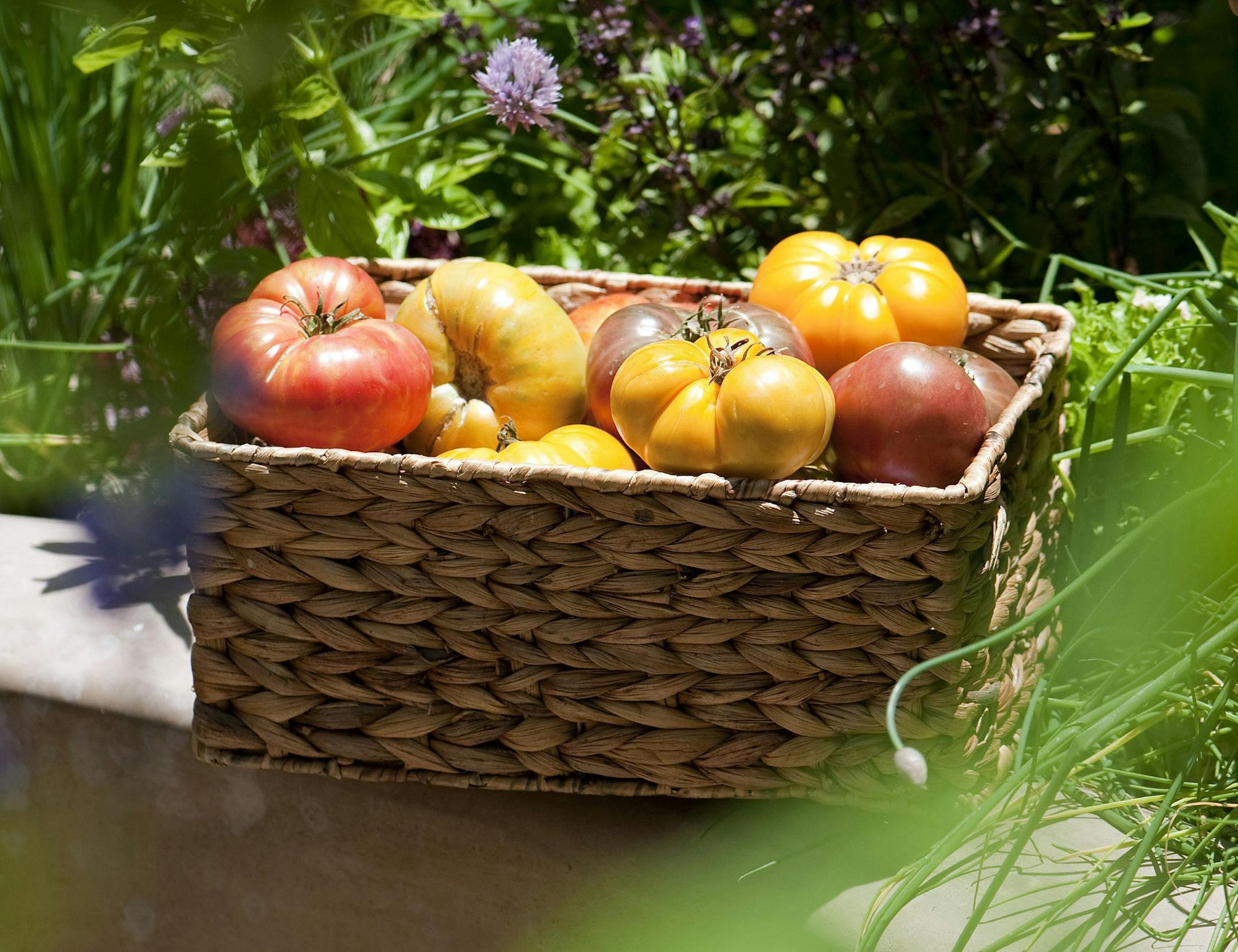 Heirloom tomatoes have all the rich flavors we remember from the old days when we all grew our own. (Nick Koon/Orange County Register/MCT) ORG XMIT: 1148240