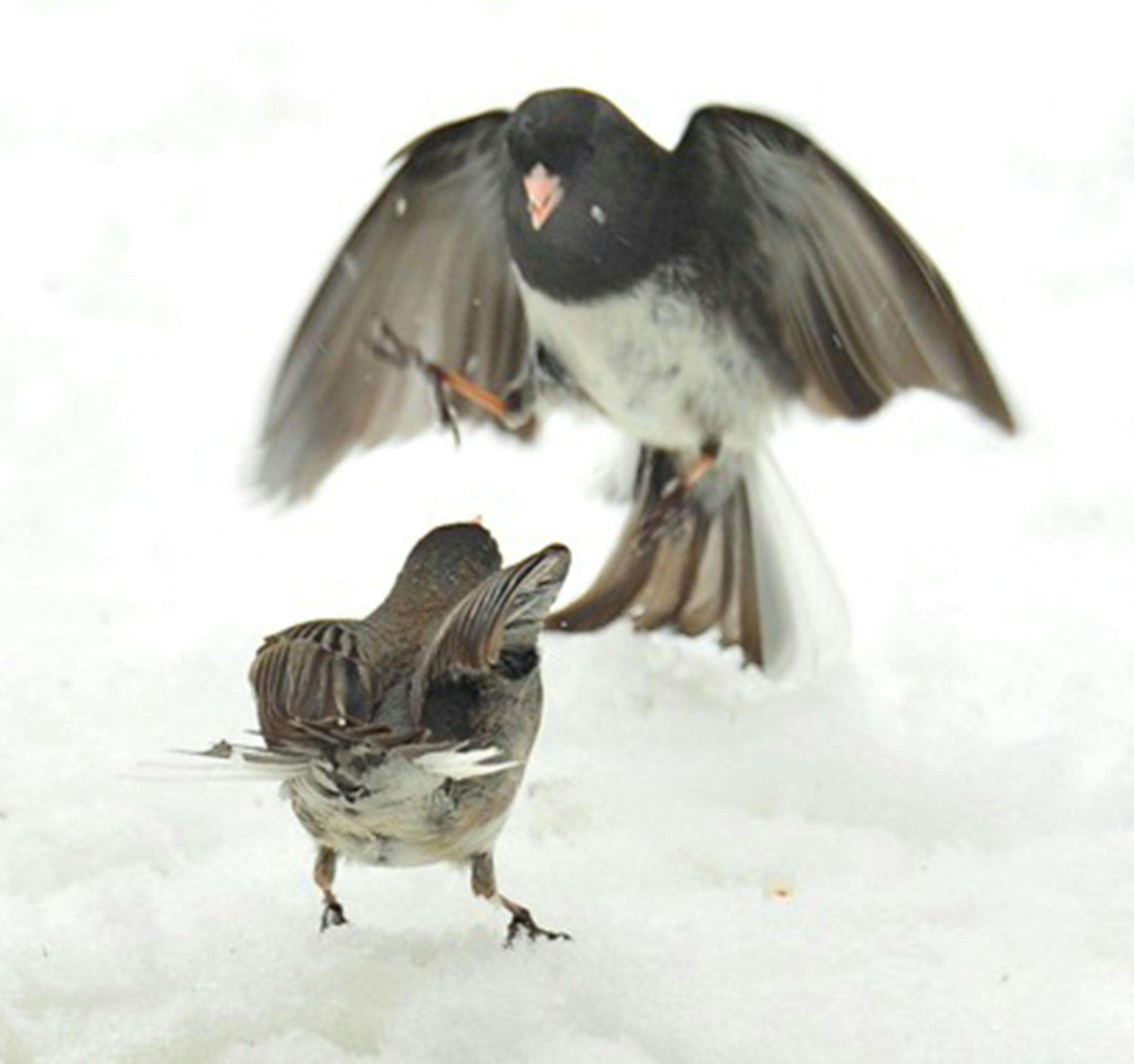 Photo by Jim Williams ìBack off!î the junco in the foreground advises the other bird, because its lower rank means it should wait for dominant birds to feed first.