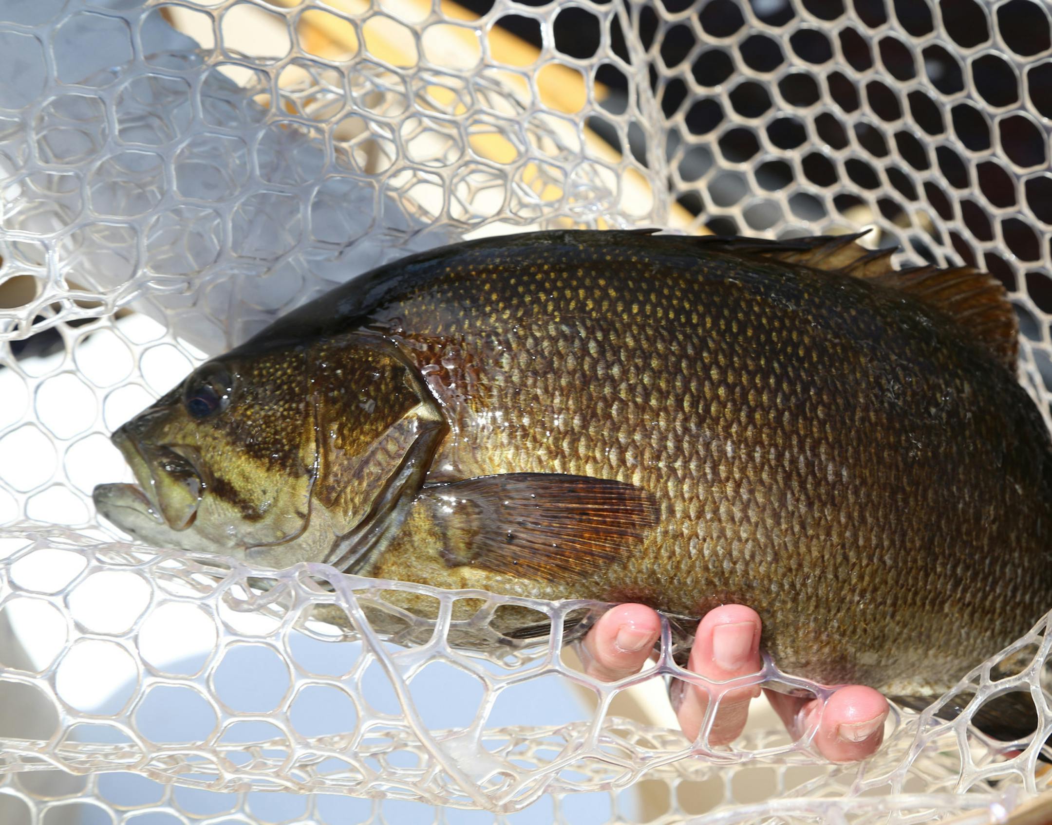Smallmouth bass caught in rivers with strong currents can put up quite a fight. Their bronze coloring, blended with dark shades and plump shapes, lend them unique identities among freshwater fish.