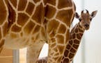 Violet was born July 21 at the Como Zoo and is the 21st giraffe born there in the last 24 years.