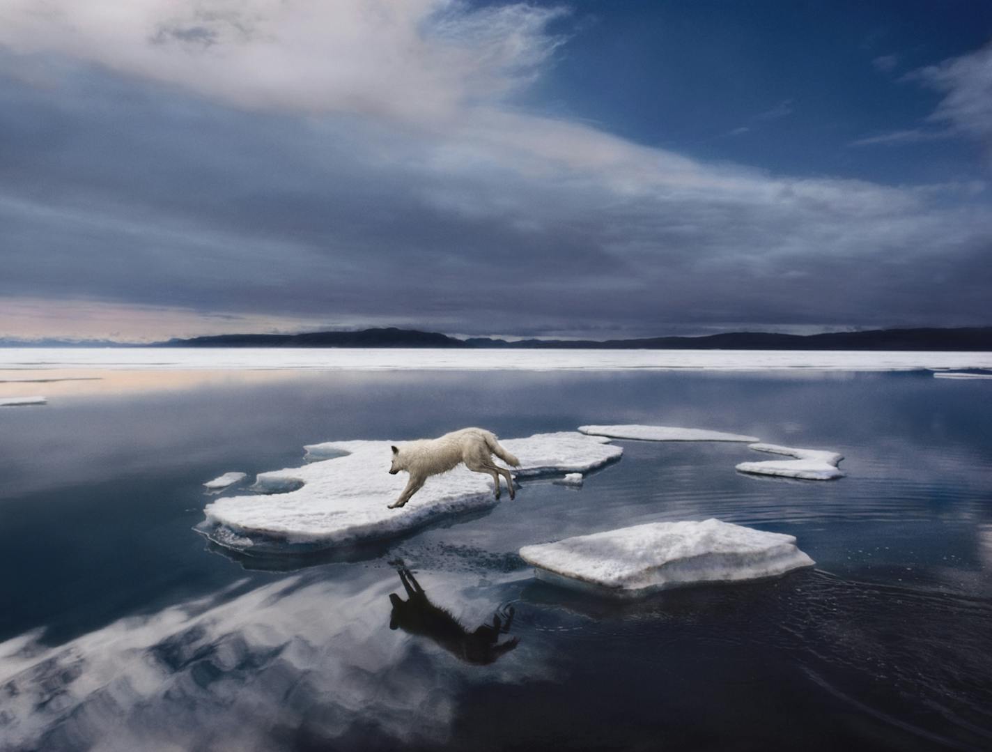 Among the top 40 nature photographs of all time, four are Brandenburg's. He sighted the leaping Arctic wolf while living among a pack off and on for three years in the 1980s. "This was just from one day of living with them."