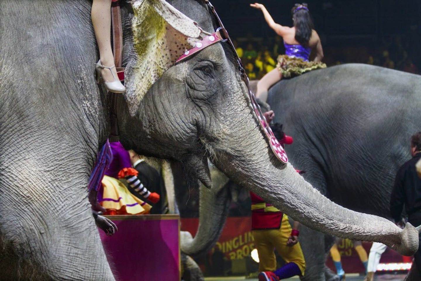 Elephants perform at the Ringling Brothers and Barnum & Bailey Circus, at the Wells Fargo Center in Philadelphia, Feb. 12, 2015.