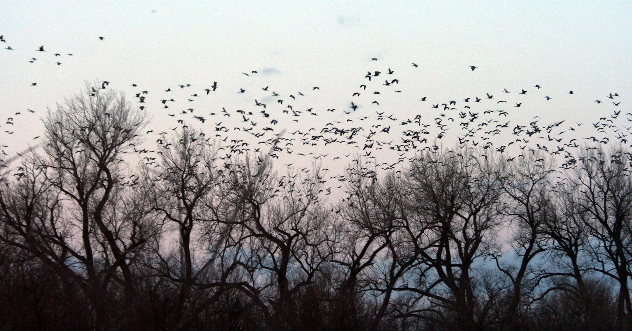 The pre-dawn skies over the Platte River fill with thousands of sandhill cranes during the annual migration from Texas and Mexico to Canada and Siberia for the mating season. (Mary Ann Anderson/MCT) ORG XMIT: 1148257