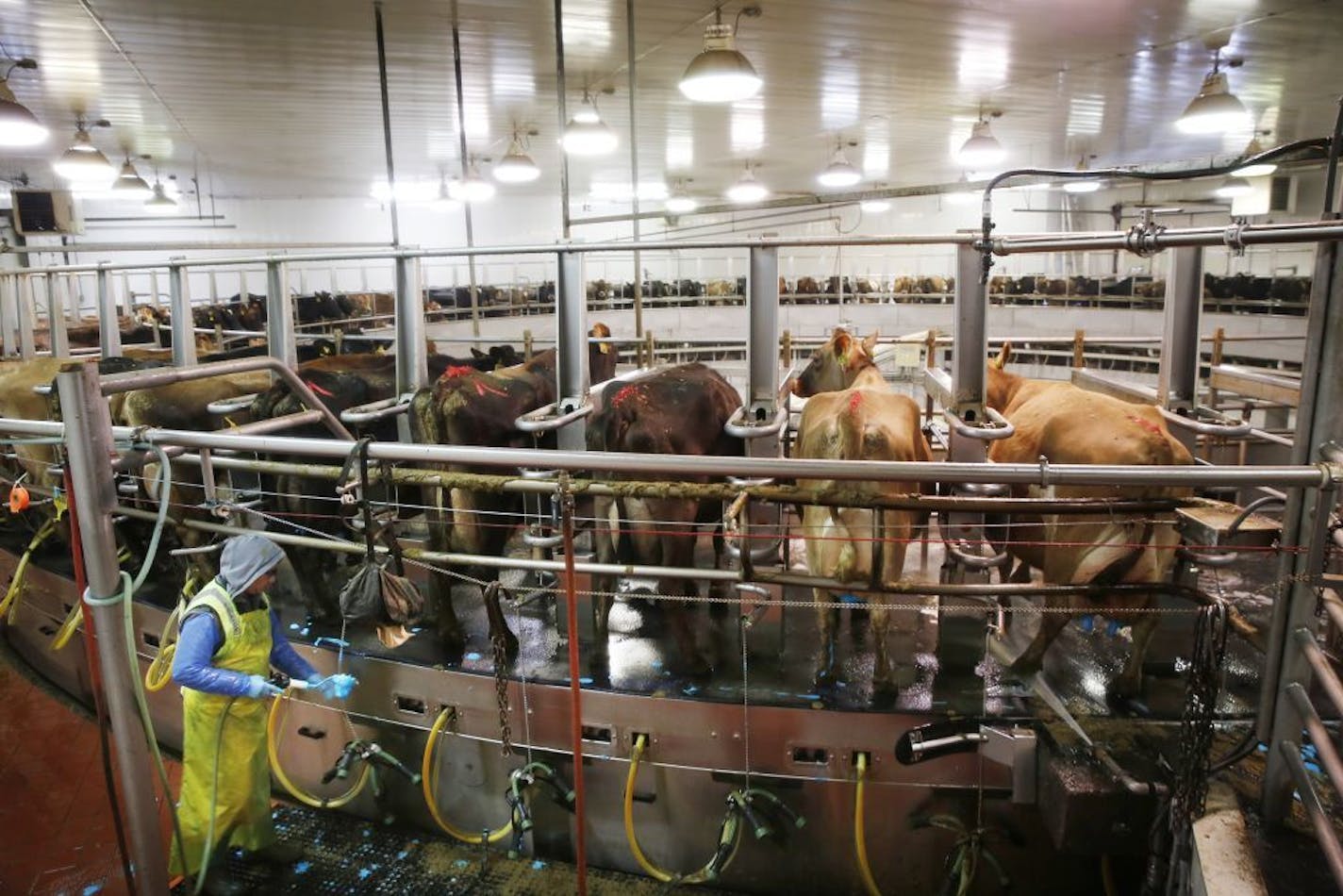 Dairy cows are milked inside the milking parlor, which operates 23 hours a day, at Riverview Dairy in Morris, Minn. on Monday, February 16, 2015.