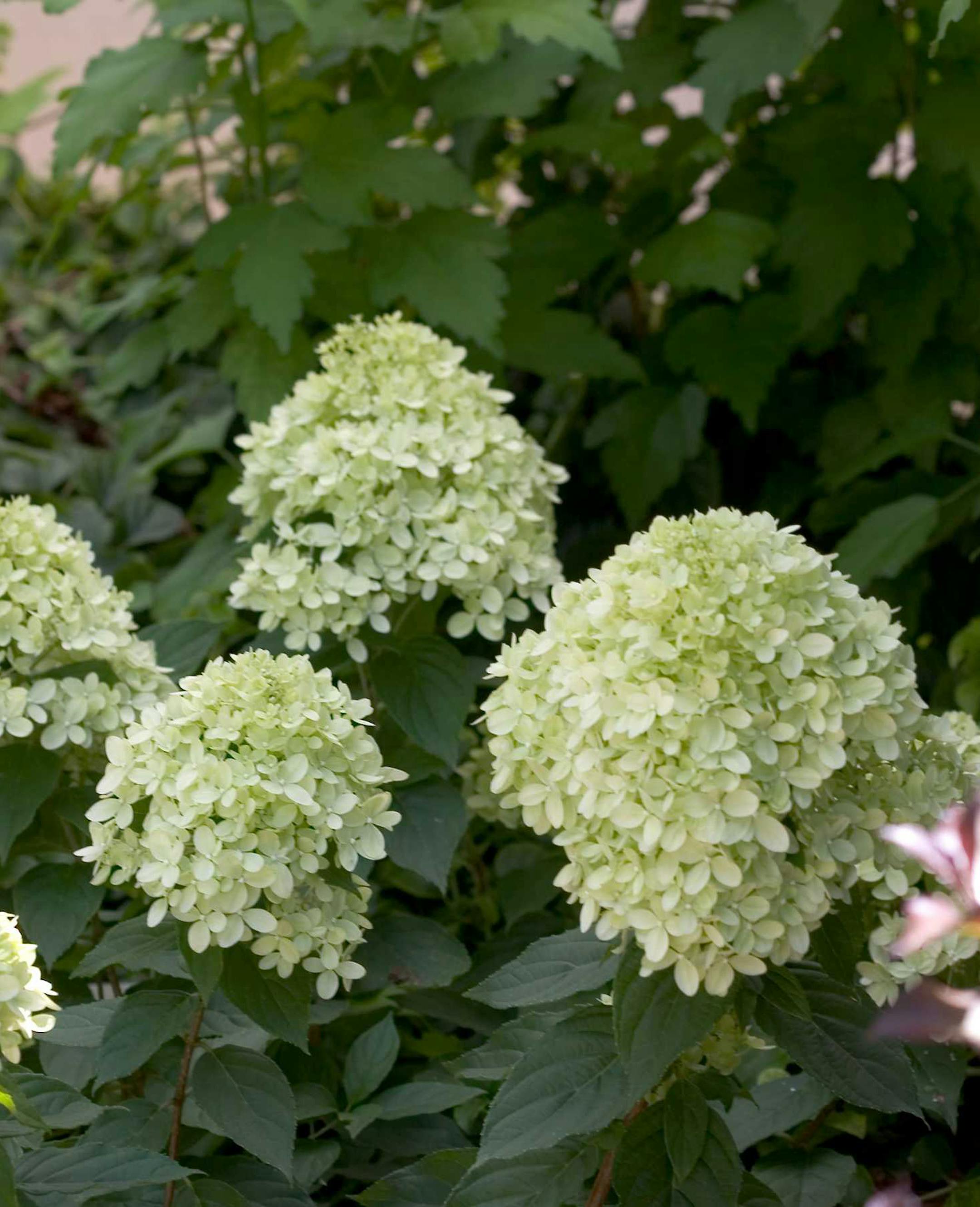 Hydrangea Little Lime credit: Bailey Nurseries