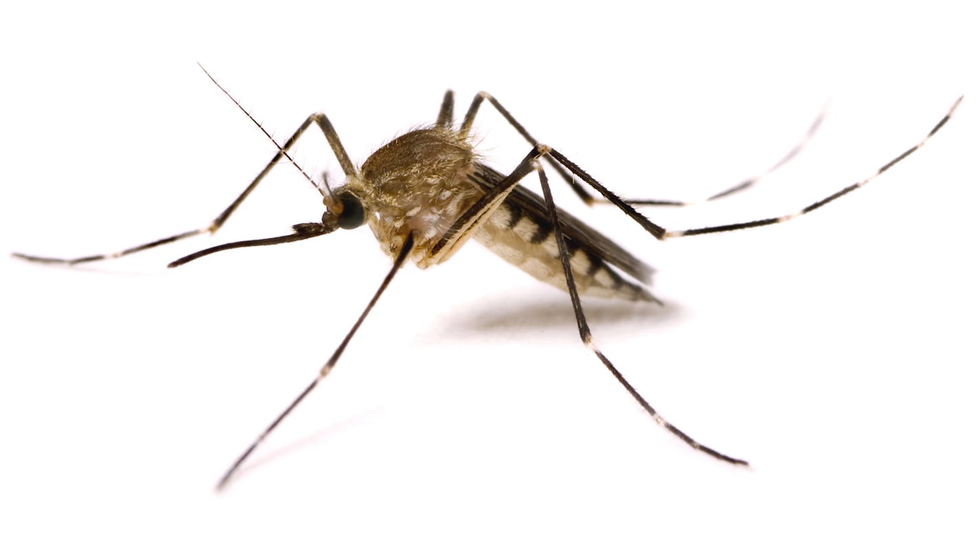 Stock image of a mosquito