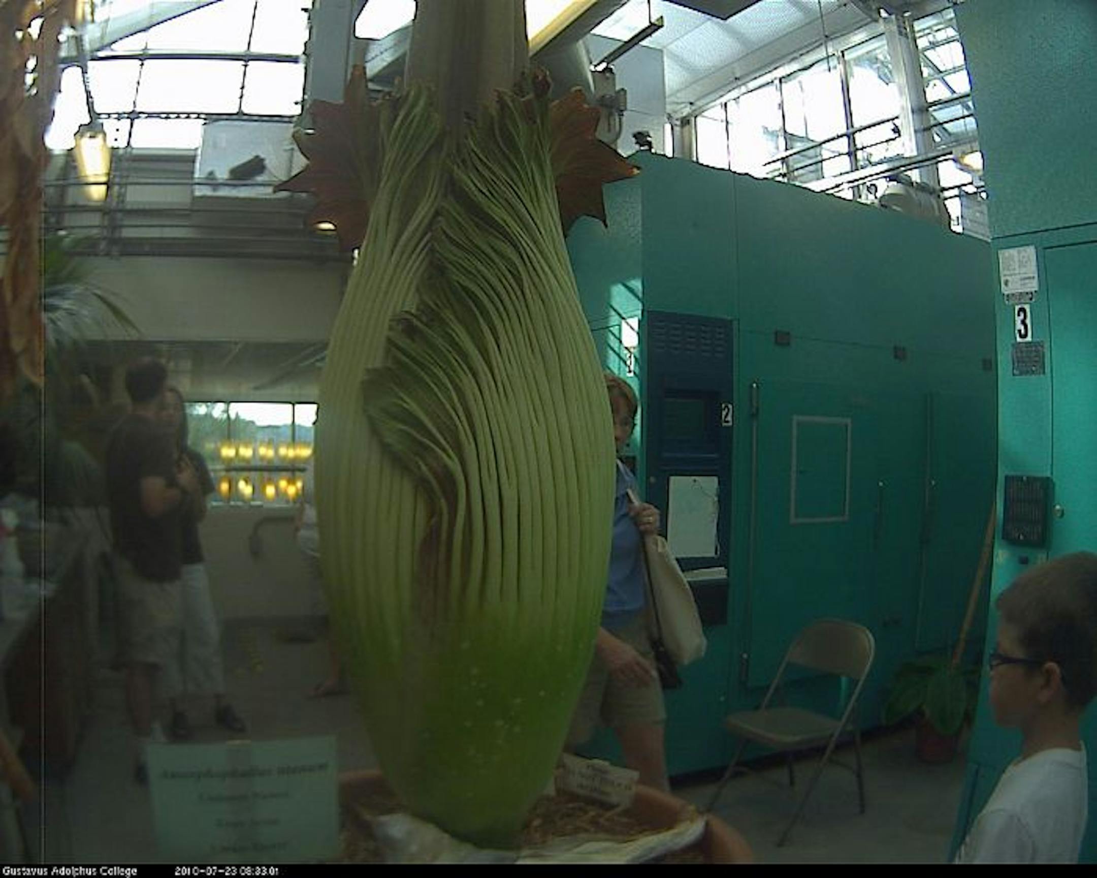 "Corpse flower" at Gustavus Adolphus in St. Peter, MInn.