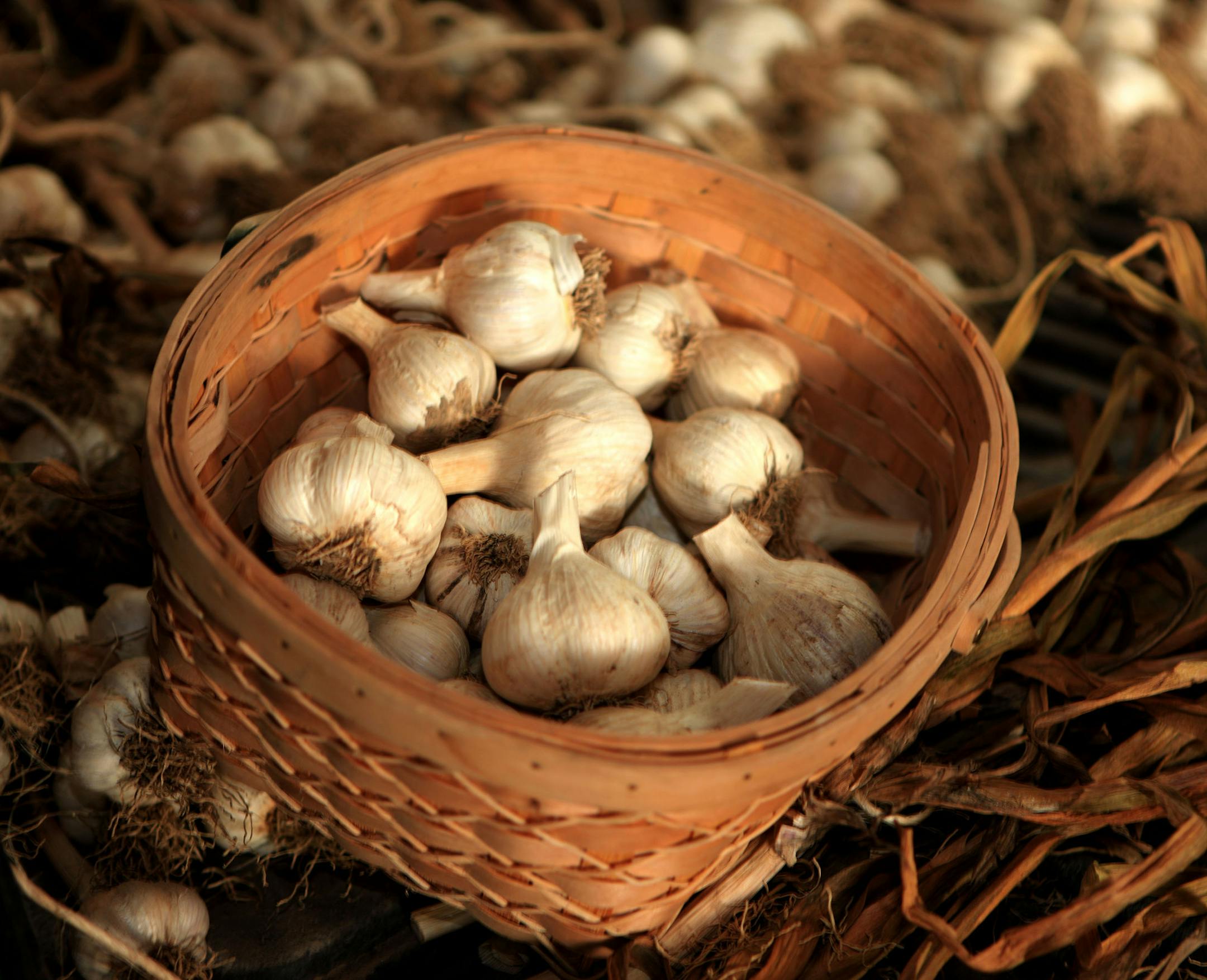 Garlic from the Hilltop Hanover Farm in New York, Sept. 23, 2010. The flavor of the garlic plant makes it a kitchen staple, but the peculiarities and variety of the plant make it a obsession for some. (Tony Cenicola/The New York Times)