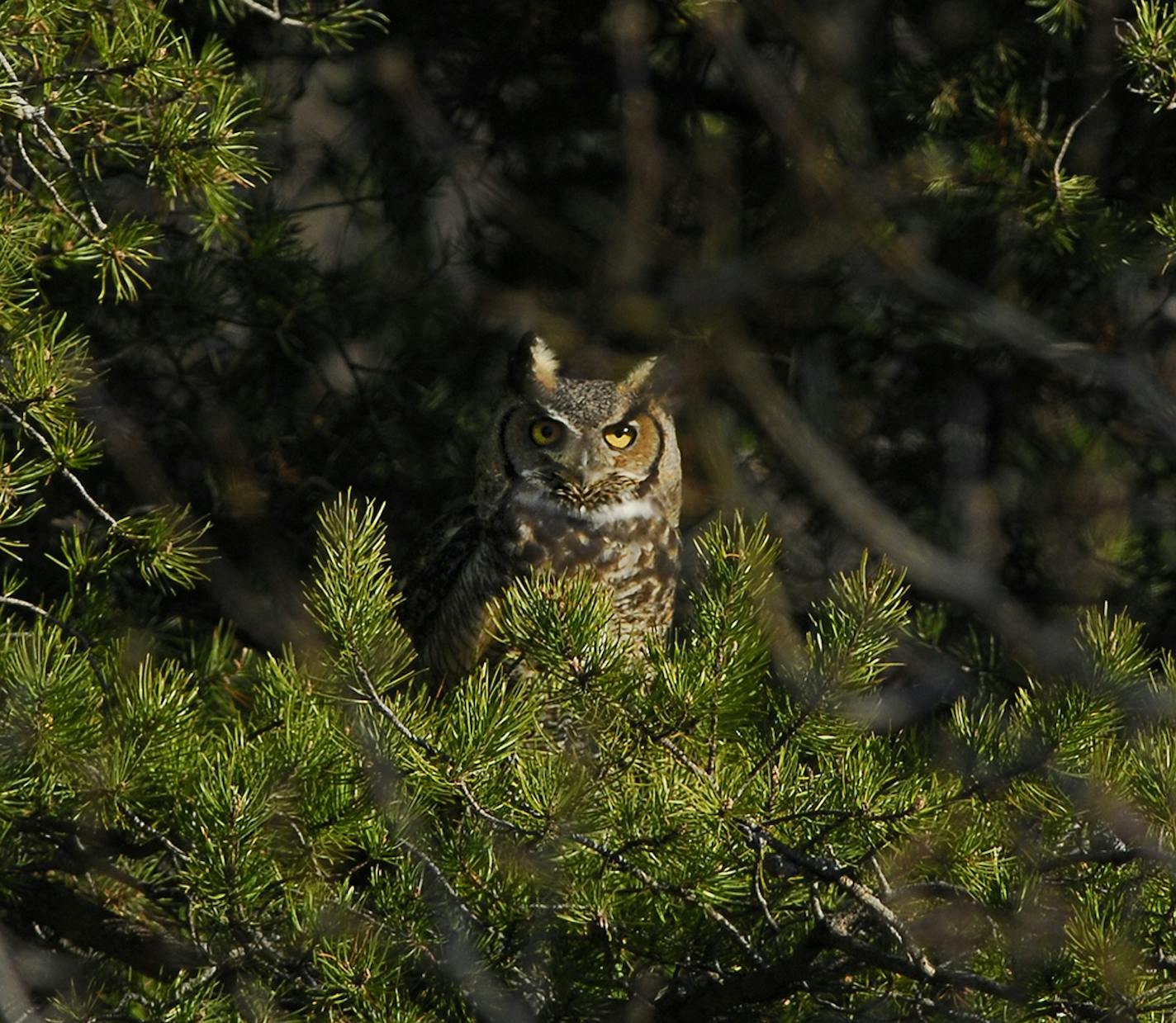 Great horned owls adopt other species' nests, sometimes in evergreens.