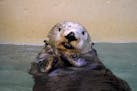 Rocky the sea otter flashed a smile as he swam around in his off-exhibit pool while he spent the afternoon behind the scenes Wednesday. ] ANTHONY SOUF