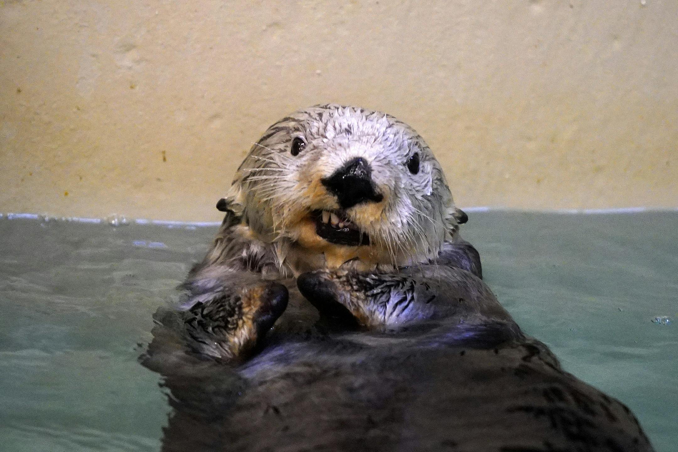 Rocky the sea otter flashed a smile as he swam around in his off-exhibit pool while he spent the afternoon behind the scenes Wednesday. ] ANTHONY SOUFFLE • anthony.souffle@startribune.com Rocky, a 12-year-old sea otter, spent the afternoon in his off-exhibit pool as he recovers from having his back flipper amputated earlier this month after a persistent infection Wednesday, Jan. 29, 2020 at the Minnesota Zoo in Apple Valley, Minn. , a surgery that has never been done before on a captive o