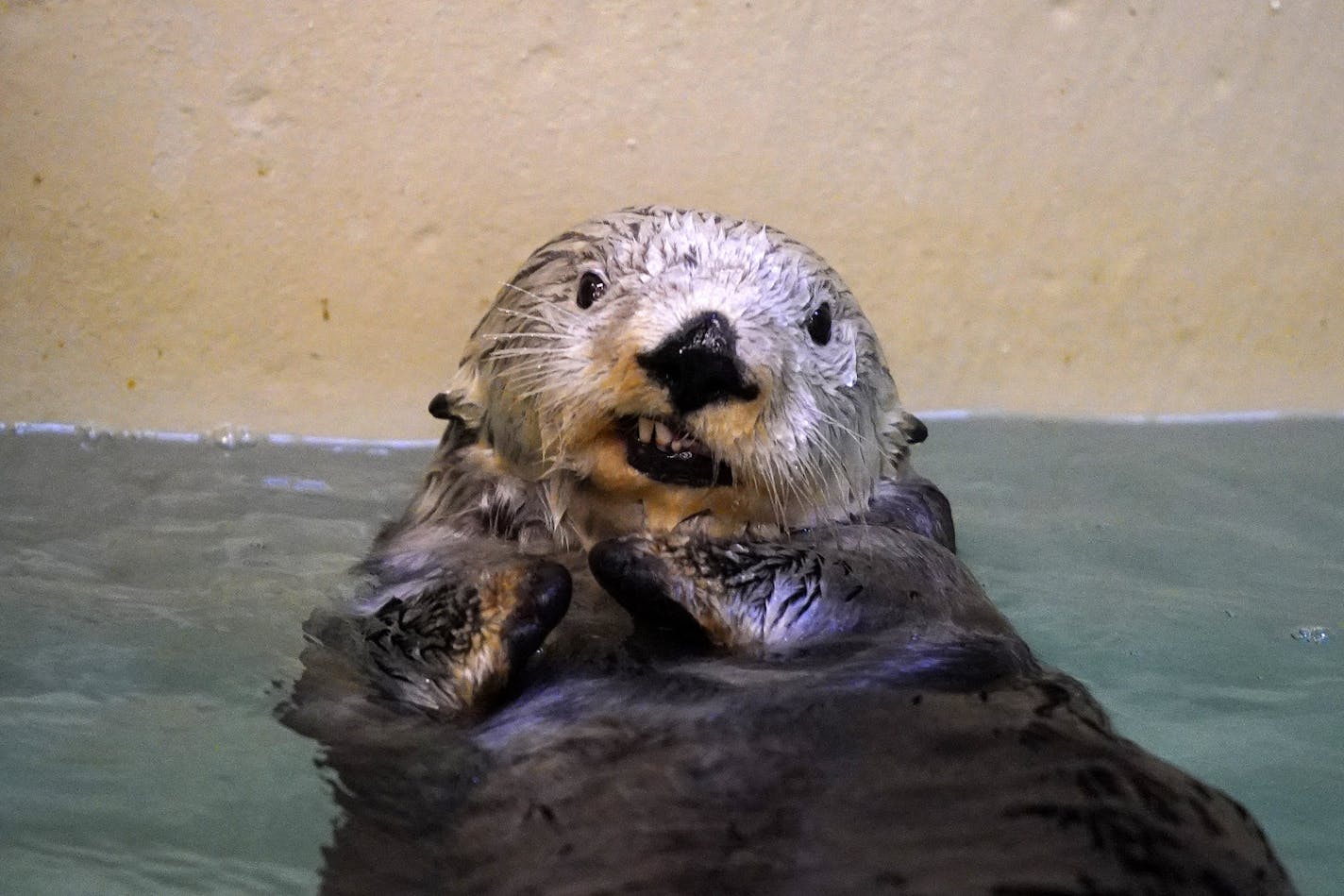 Rocky the sea otter flashed a smile as he swam around in his off-exhibit pool while he spent the afternoon behind the scenes Wednesday. ] ANTHONY SOUFFLE &#x2022; anthony.souffle@startribune.com Rocky, a 12-year-old sea otter, spent the afternoon in his off-exhibit pool as he recovers from having his back flipper amputated earlier this month after a persistent infection Wednesday, Jan. 29, 2020 at the Minnesota Zoo in Apple Valley, Minn. , a surgery that has never been done before on a captive o