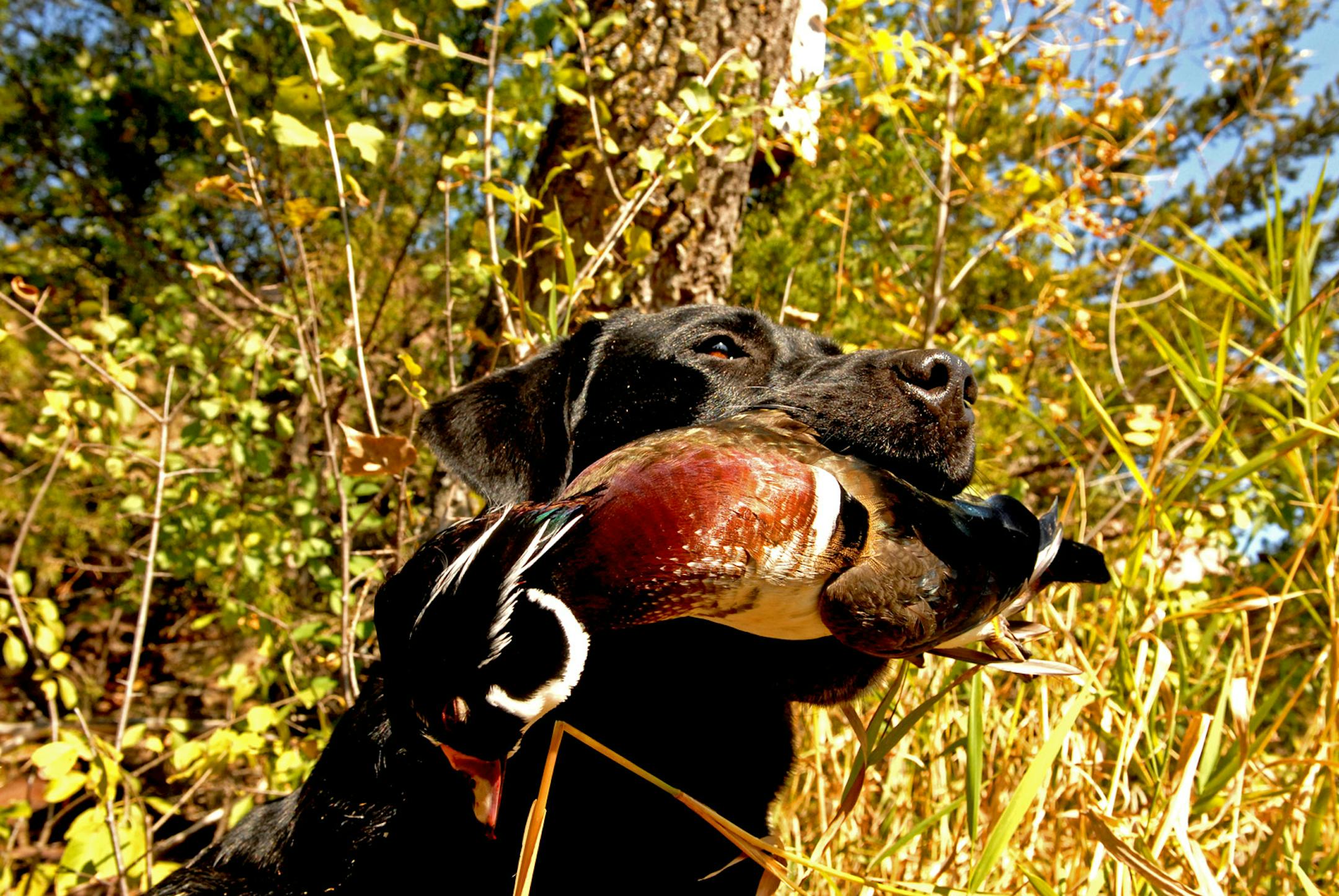 Ben, a black Labrador retriever, holds proudly his retrieved prize, a fully plumed drake wood duck taken Saturday in the Minnesota River backwaters near Sacred Heart, Minn.