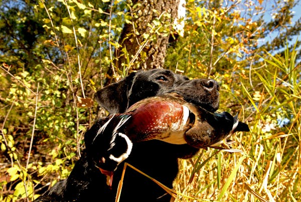 Ben, a black Labrador retriever, holds proudly his retrieved prize, a fully plumed drake wood duck taken Saturday in the Minnesota River backwaters ne