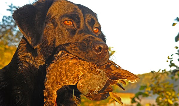 Minnesota's waterfowl season opens Saturday. and federal officials already are planning next year's season. Star Tribune file photo by Dennis Anderson