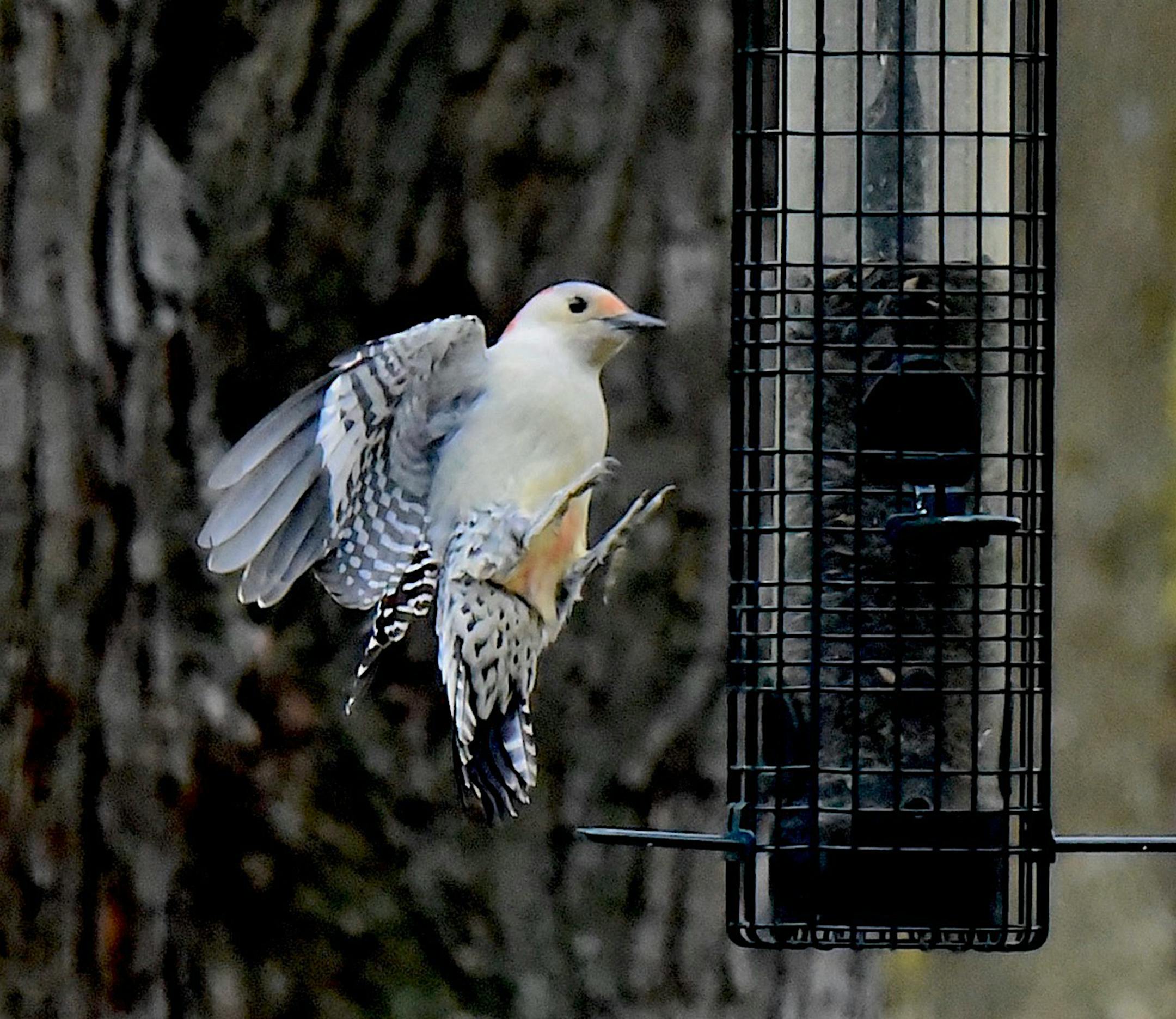 You can see the faint red on the bird's belly as it comes in for a landing at the feeder. Jim Williams photo