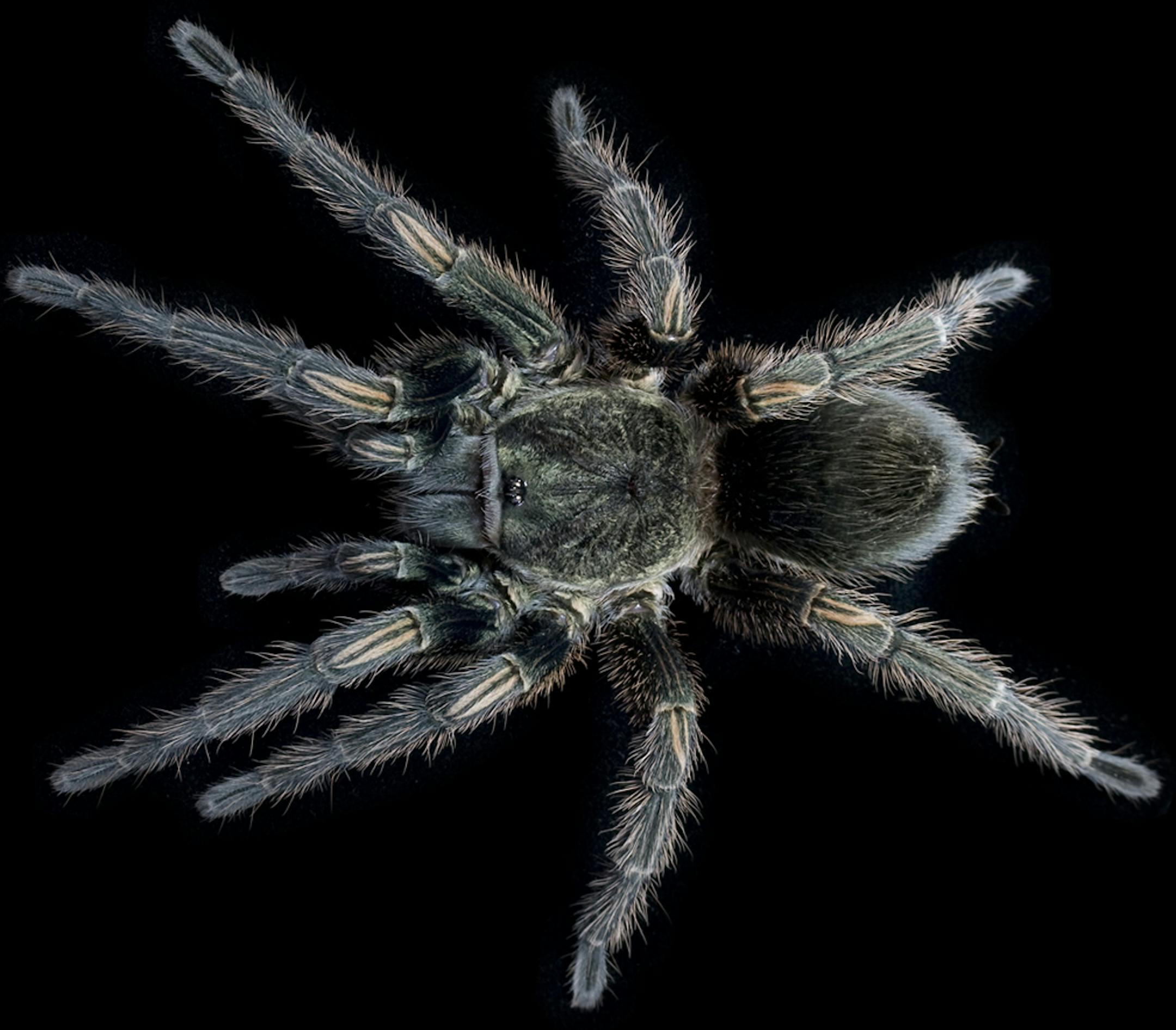 In an undated handout photo, a Peruvian green velvet tarantula. Researchers at Yale are building large libraries of spider venoms that can be used to identify toxins as potential painkillers and other drugs. (Yale University via The New York Times) -- NO SALES; FOR EDITORIAL USE ONLY WITH STORY SLUGGED SCI WATCH BY DOUGLAS QUENQUA. ALL OTHER USE PROHIBITED. -- ORG XMIT: XNYT54
