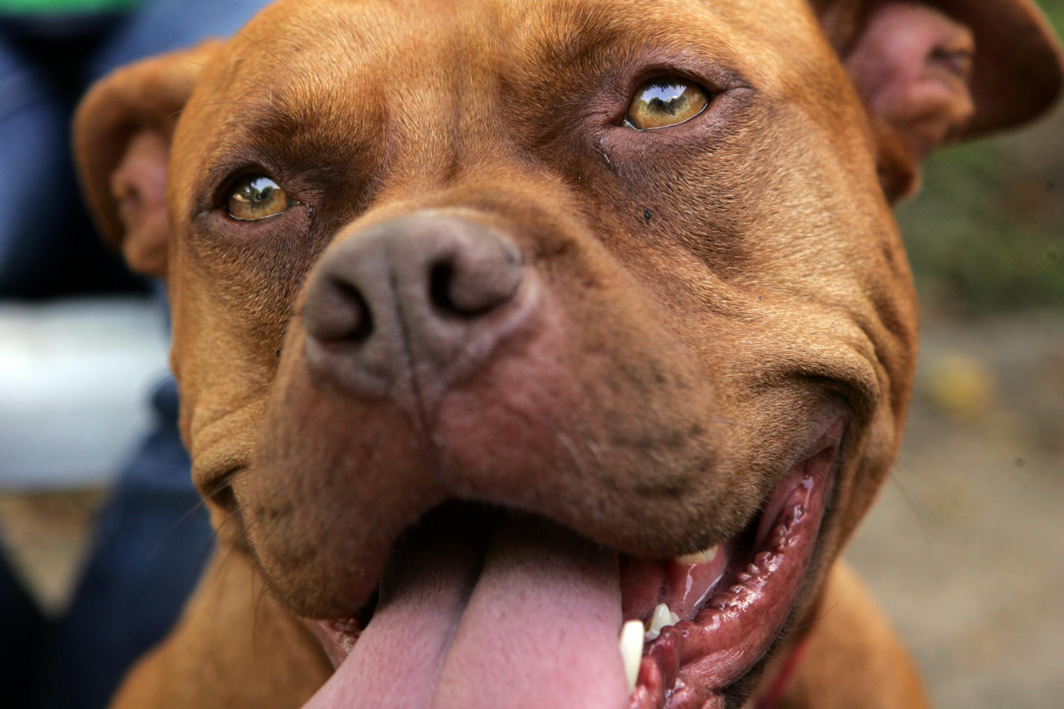 CARLOS GONZALEZ ¥ cgonzalez@startribune.com Dottie ??? is a proud pit bull owner who gets upset when the breed is criticized as dangerous in dog-bite incidents.