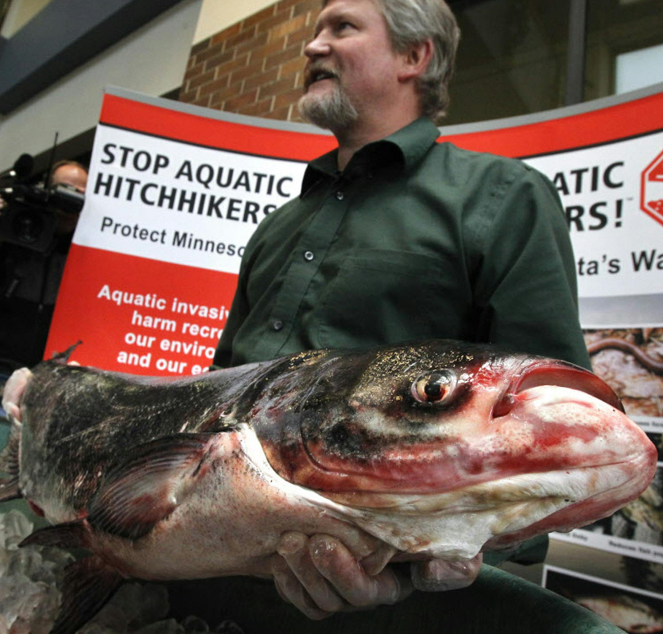 Jerry Holt &#xef; jgholt@startribune.com St. Paul ,MN 04/20/ 2011---- Brad Parsons, Minnesota's new fisheries chief, holds a 27-pound bighead carp at DNR headquarters in St. Paul in this photo from April 2011. He was Central Division fisheries director when the invasive carp was caught by a commercial fisherman in the St. Croix River near Prescott, Wis. Fighting aquatic invasive species of all kinds will be part of Parsons' responsibility. ORG XMIT: MIN2018090616324877