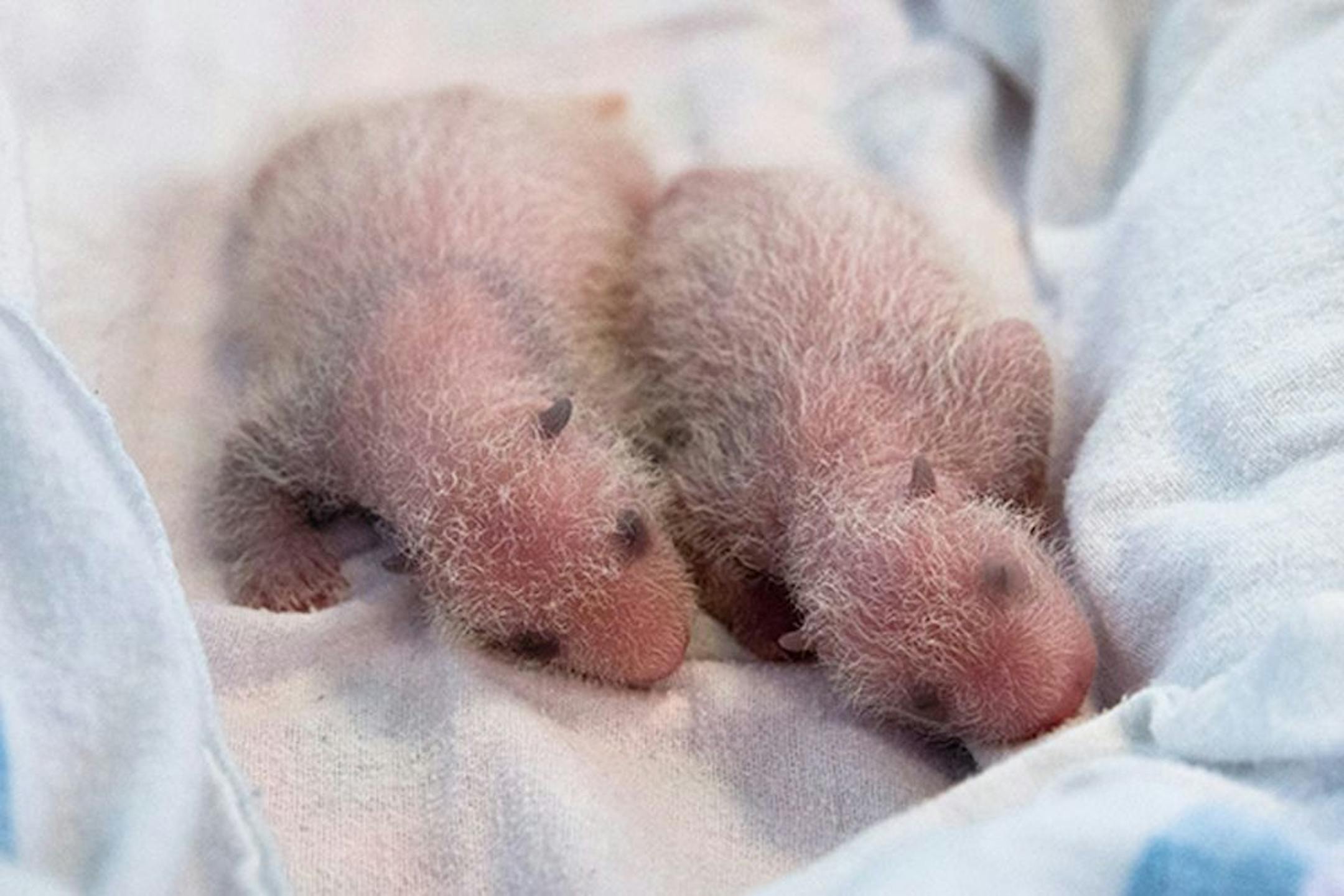 In this July 24, 2013 photo released by Zoo Atlanta, twin Panda Bears lie on a blanket. Lun Lun, a 15-year-old giant panda, gave birth to twins on July 15, 2013. The first of the tiny duo arrived at 6:21 p.m., and its twin followed at 6:23 p.m. The cubs are the first giant pandas to be born in the U.S. in 2013 and the first twins to be born in the U.S. since 1987.