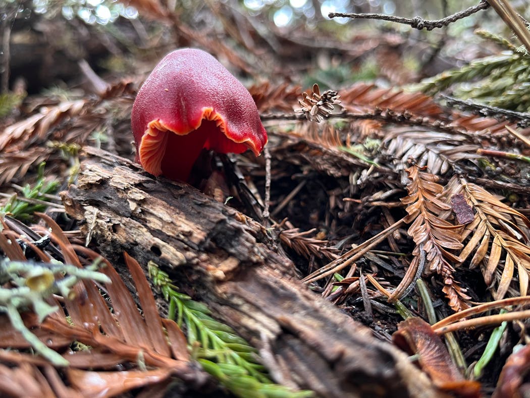A scarlet waxy cap mushroom emerges from conifer duff at Salt Point, the only California state park that allows mushroom hunting.
