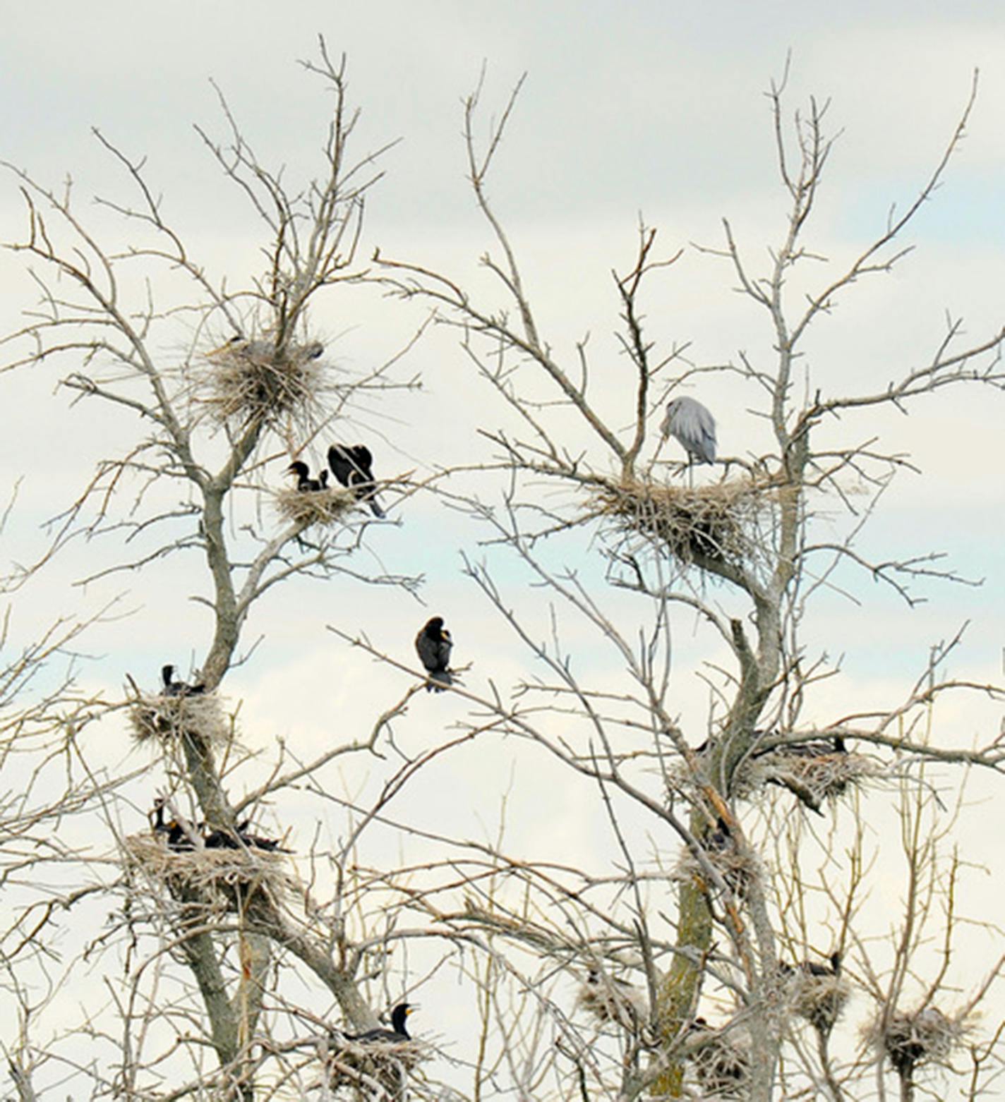 Great blue herons and cormorants share a rookery.Photo by Jim Williams