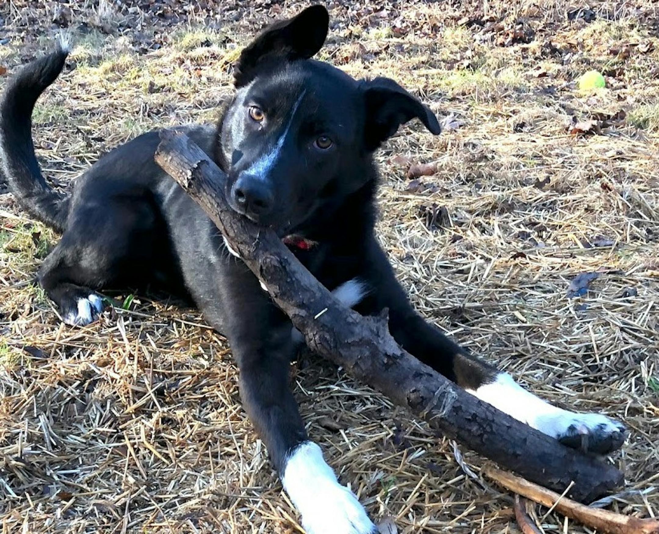 The resurgence of the chewing phase: Angus will chew anything he can get his jaws around.