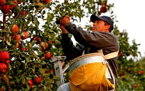 "From the state that gave the world the wearable pacemaker, the Honeycrisp apple and Scotch tape, our Minnesota congressional delegation has the oppor