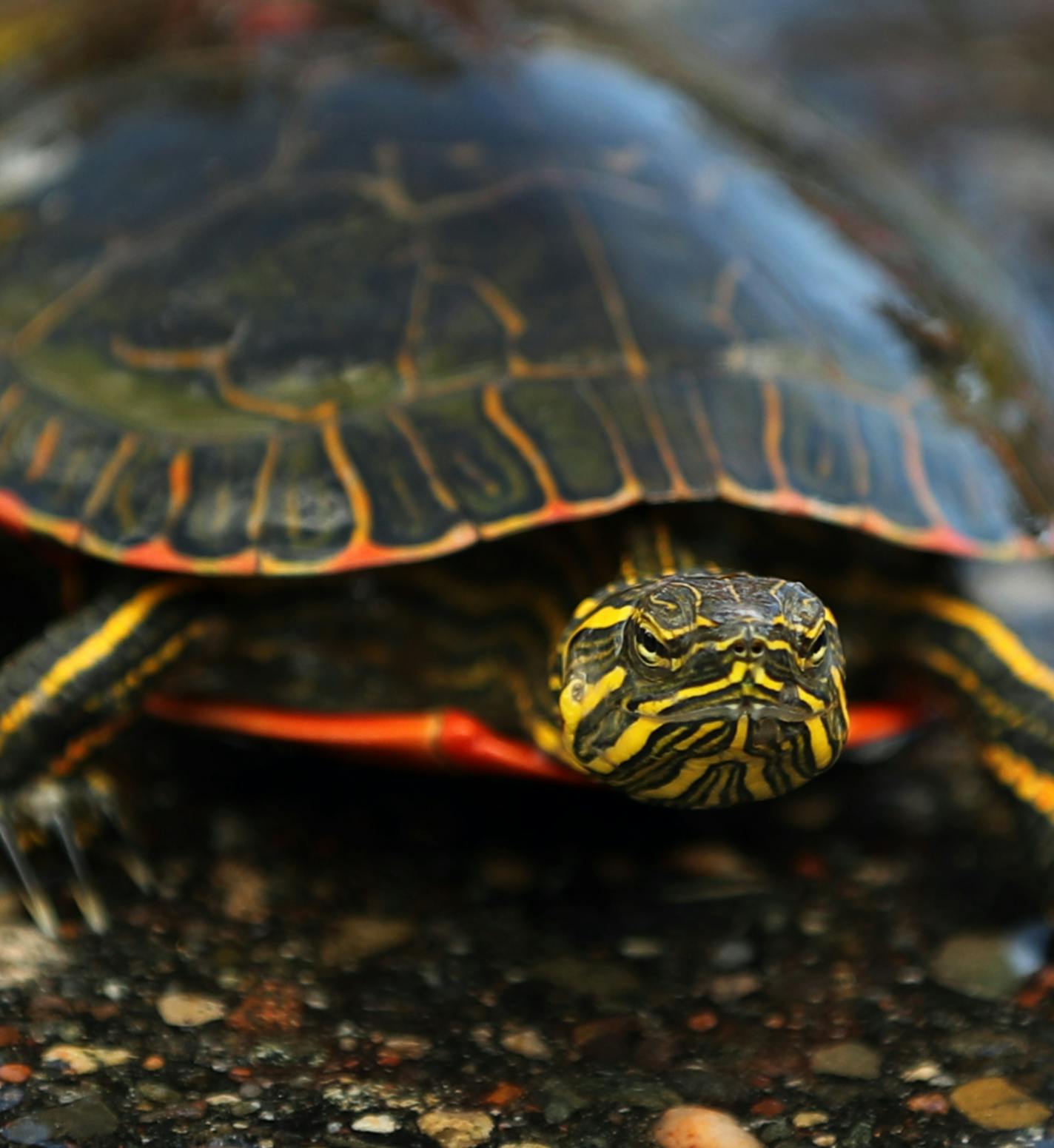 A painted turtle has the look of determination, if not speed.