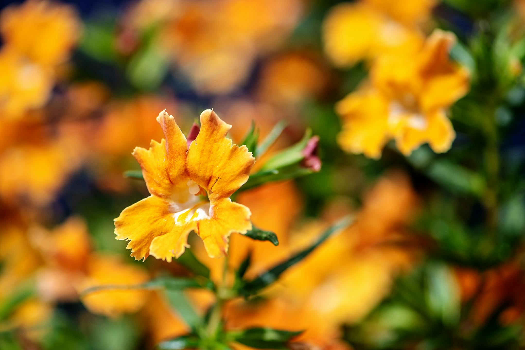 Bush Monkey Flower. (Mariah Tauger/Los Angeles Times/TNS) ORG XMIT: 49557640W