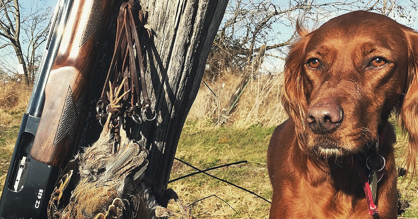 Irish setter