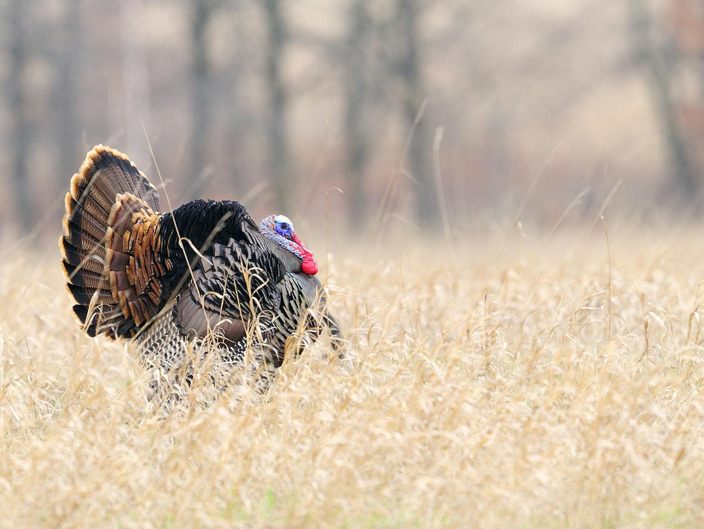 The bluffs, valleys and hardwoods of southeast Minnesota, especially the area in and near Whitewater wildlife management area, are ideal for wild turkeys &#xf3; and popular with turkey hunters. Photo by Bill Marchel