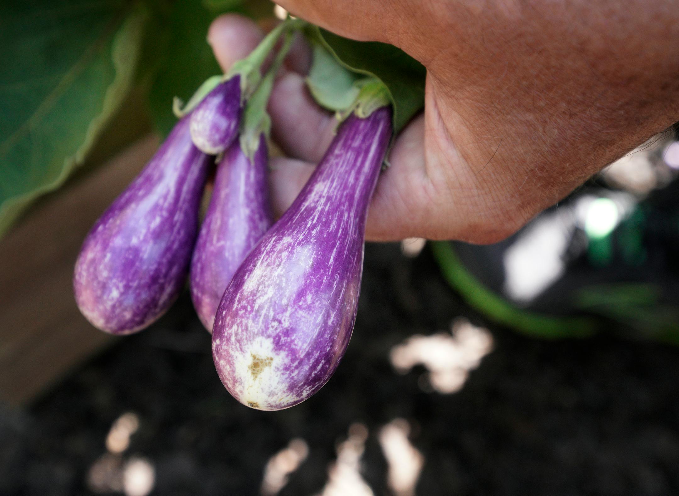 Beautiful Garden winner Coralee Fox has one goal for her Brainerd-area garden: to put a smile on the face of everyone who sees it. In this massive, four-acre plot, the 80-year-old, Crow Wing County master gardener pulls out all the stops. Currently eggplant are ripening.