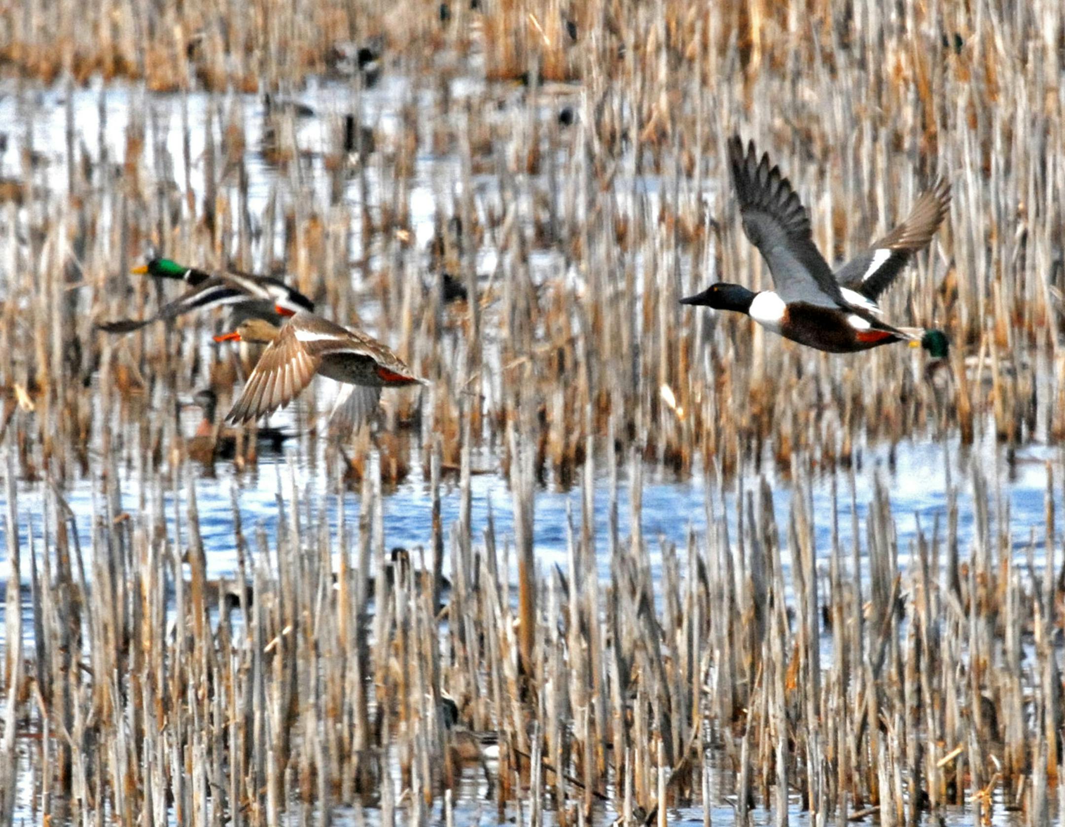 Restoring drained wetlands and plowed grasslands has been a priority for the Outdoor Heritage Fund, created by passage in 2008 of the Legacy Amendment and overseen by the Lessard-Sams Outdoor Heritage Council.