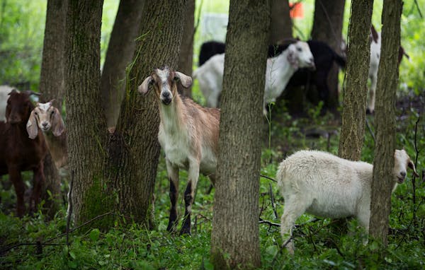 Goats graze to remove invasive species in Minnetonka’s Purgatory Park in 2016. Golden Valley is considering letting residents use goats for similar 