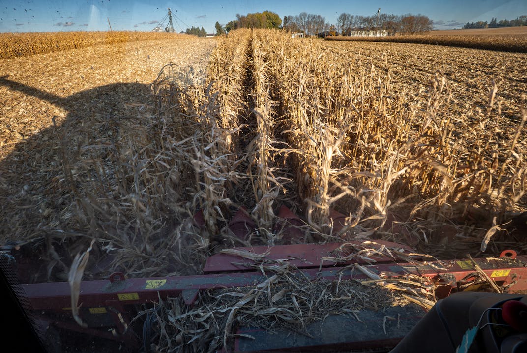 Ben Johnson’s father Steve Johnson drives a Case IH Combine harvesting corn on Ben’s field adjacent to his family home during the 2025 harvest.
Wednesday October 22, 2025 

Glen Stubbe for The Minnesota Star Tribune