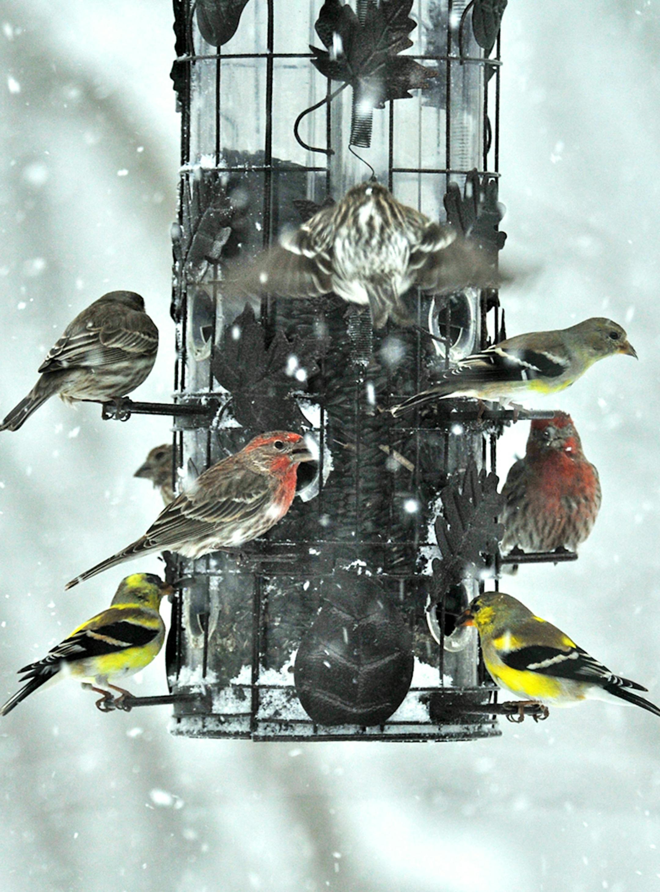 Photo by Jim Williams Even on cold winter days, birds get most of their food from wild sources, such as berries, weed seeds and insect larvae. So go ahead and take that trip to a warmer climate and fill the feeders when you return.