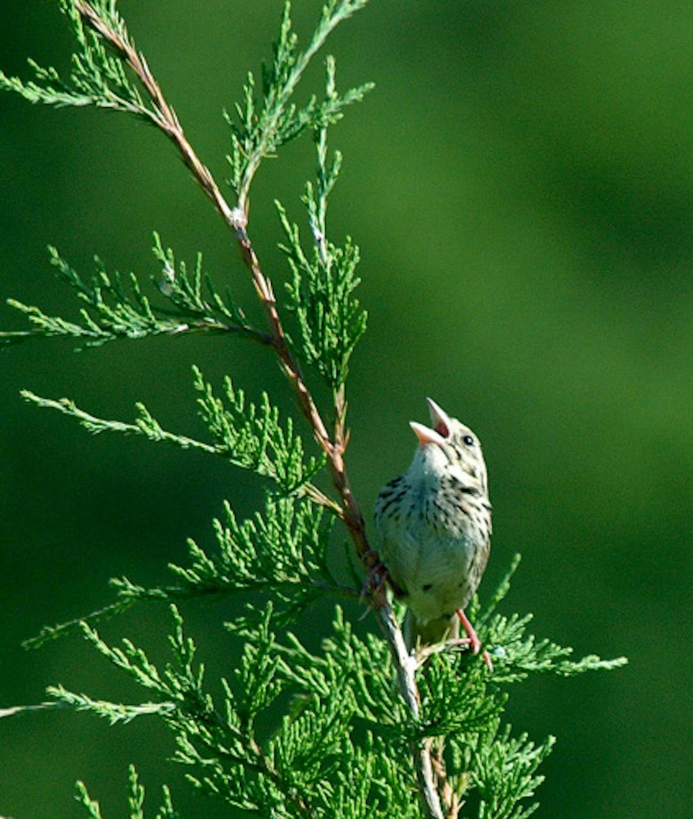 Henslow's sparrow