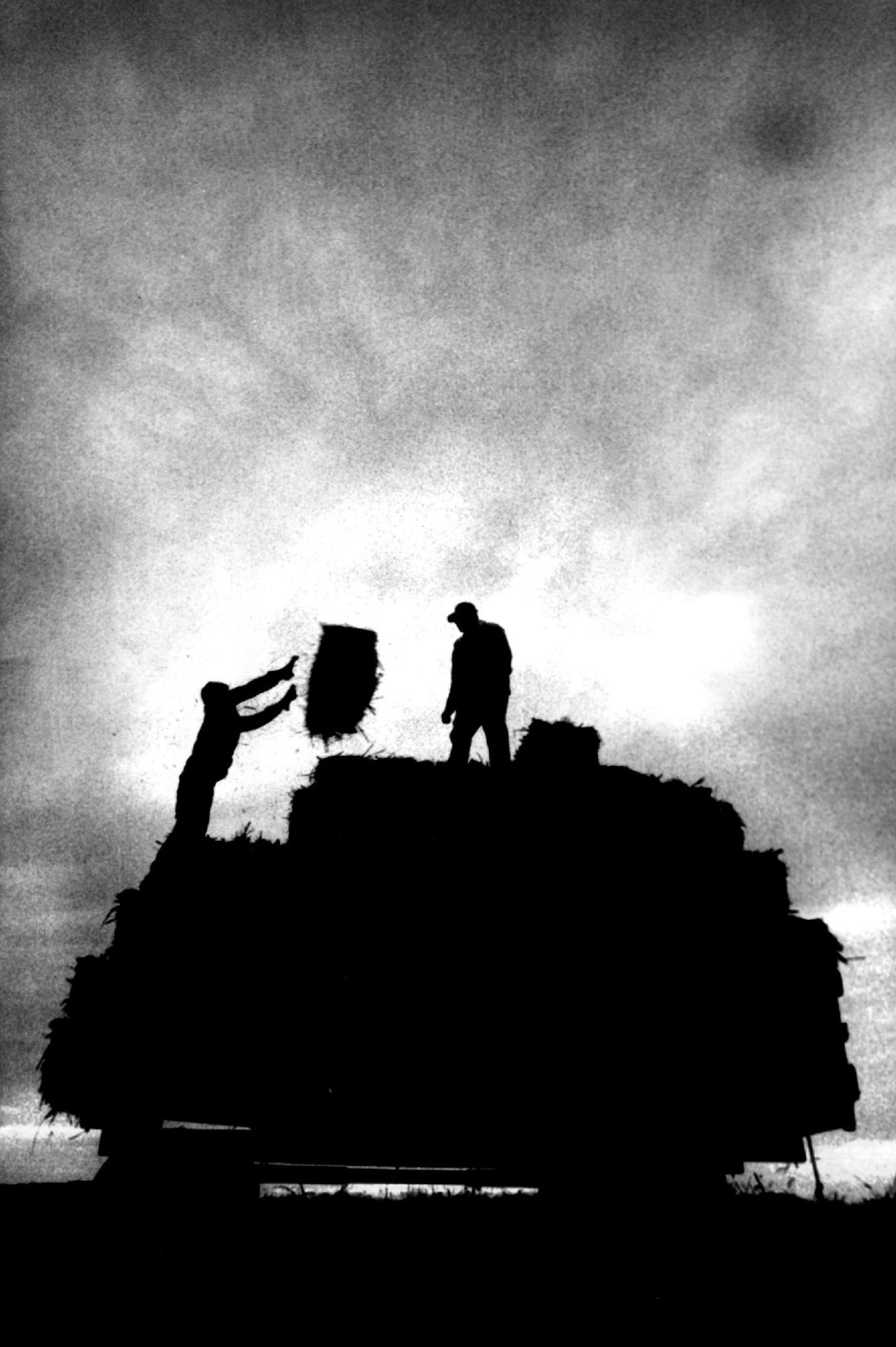 October 28, 1987 Harvest time... Father and son Greg Bersie and Gordon Bersie harvest sudan grass on their farm in Delano. Rick Sennott, Minneapolis Star Tribune ORG XMIT: MIN2017012909052672