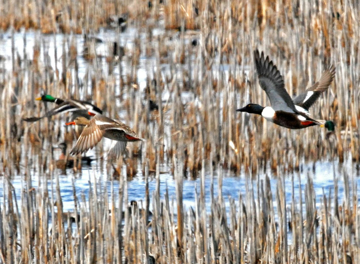 Restoring drained wetlands and plowed grasslands has been a priority for the Outdoor Heritage Fund, created by passage in 2008 of the Legacy Amendment and overseen by the Lessard-Sams Outdoor Heritage Council. About 90 percent of the state's farmland wetlands have been lost, and wildlife dependent on that habitat, including ducks, have suffered. This photo of spring migrating ducks was taken last week in western Minnesota. ORG XMIT: MIN1304251902050651 ORG XMIT: MIN1308021515255933 ORG XMIT: MIN