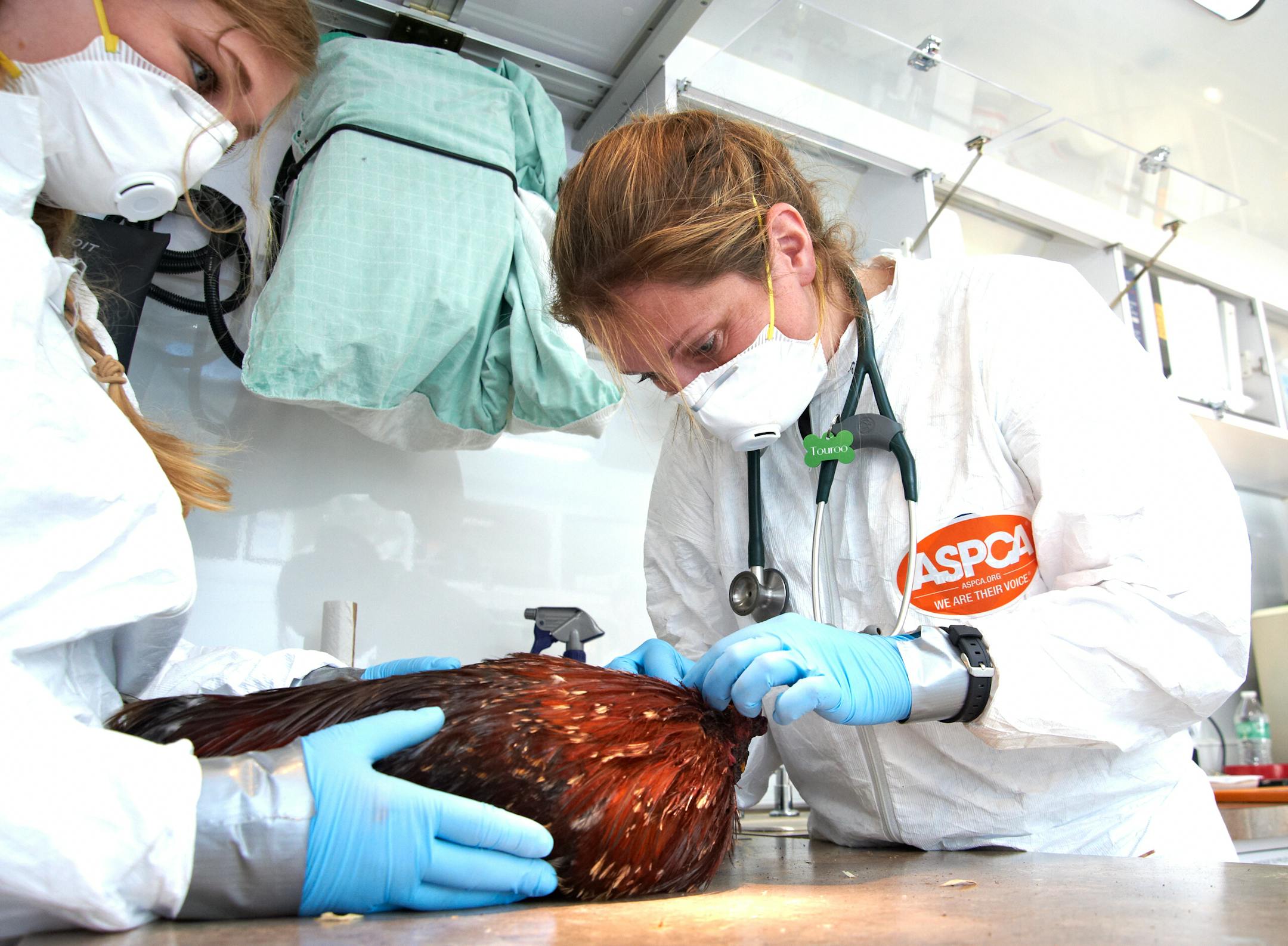 Veterinarians with the American Society for the Prevention of Cruelty to Animals (ASPCA) worked to aid injured birds after authorities seized nearly 1,200 birds from properties in Polk County and St. Croix County where a massive cockfighting operation was discovered.