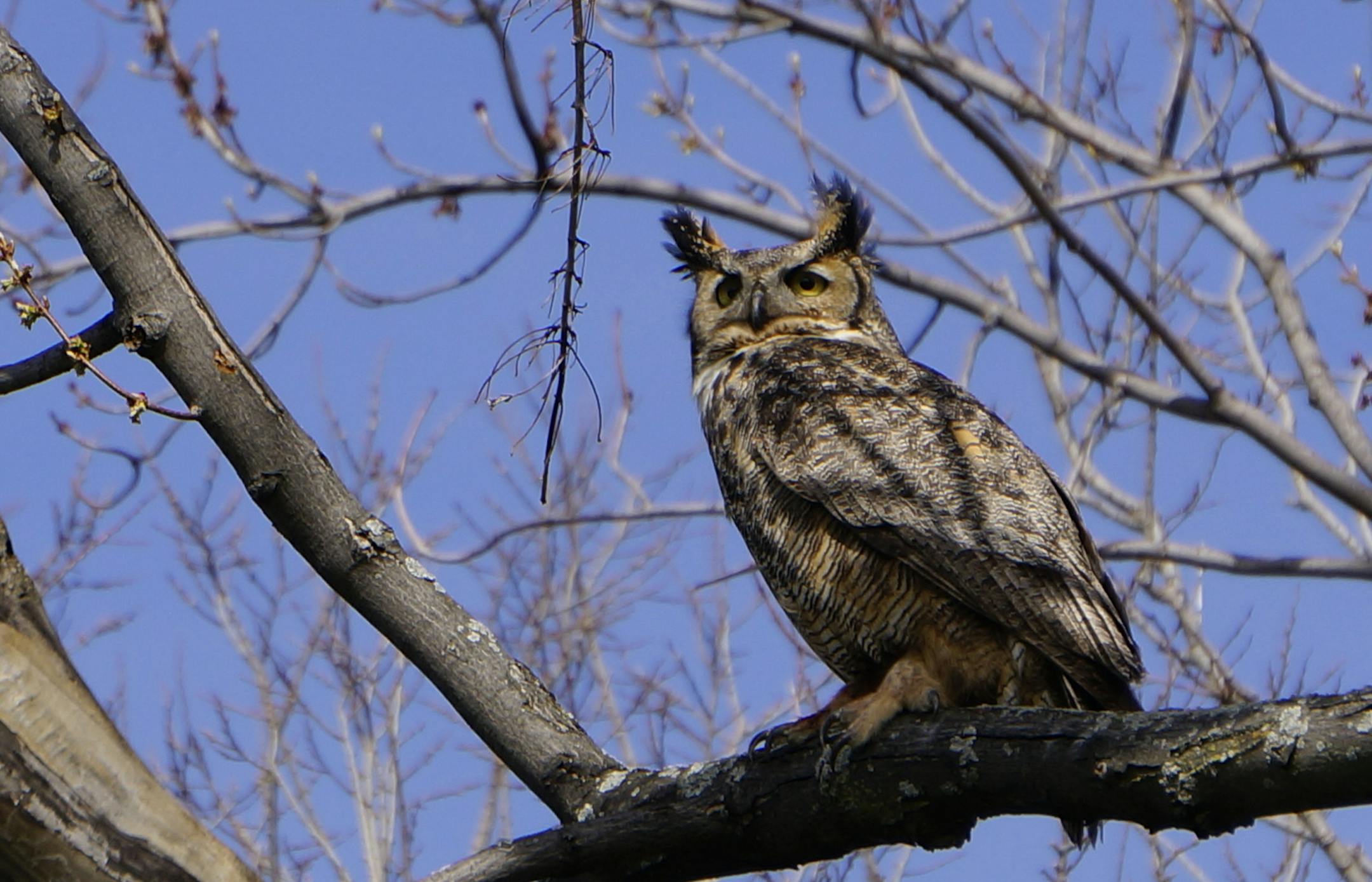 Female on brach, on silver maple where nest is, keeping watch while baby pops in and out of whole.